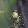 Kirtland's Warbler