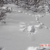 Snow prints