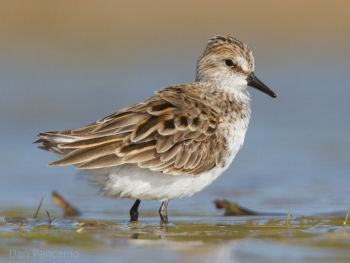 Breeding plumage - May 7.