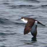 Manx Shearwater