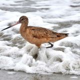 In the surf - December 2011