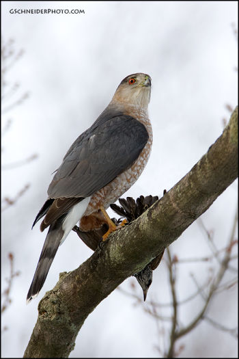 Cooper Hawk feeding