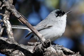 Madera Canyon, Arizona, US - March 30, 2009