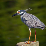 Breeding plumage - Parkside Colony, Tarpon Springs, FL, US - April 6, 2012