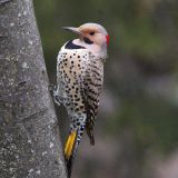 Northern Flicker