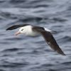 Black-browed Albatross