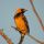 Spot-breasted Oriole