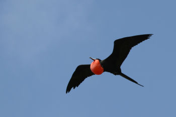 Magnificent Frigatebird