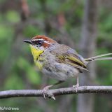 Rufous-capped Warbler