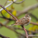 Vesper Sparrow