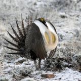 Male displaying on lek in Harney County, Oregon, US near Malheur National Wildlife Refuge on August 4, 2007