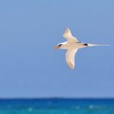 White-tailed Tropicbird