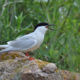 Roseate Tern