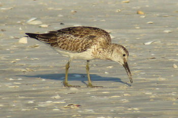 Great Knot