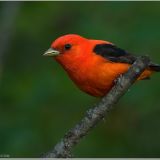 Male Scarlet Tanager