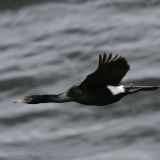 Pelagic Cormorant