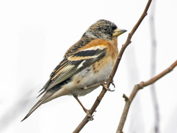 Winter plumage - January in Vancouver, B.C.