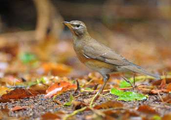 Eyebrowed Thrush