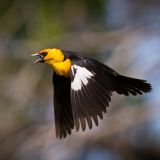 Male in flight - Longmont, Colorado, US - May 14, 2012