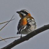 Male - Western Spindalis at Cabanas de los Pinos, Cuba - November 9, 2012