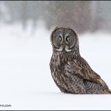 Great Gray Owl