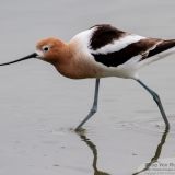 Breeding plumage - Lido, Redwood City, CA, US - May 13, 2012