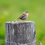 On a post
