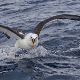 Yellow-nosed Albatross