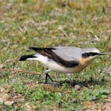 Male Northern Wheatear with 'been to landguard Bird Observatory' ring