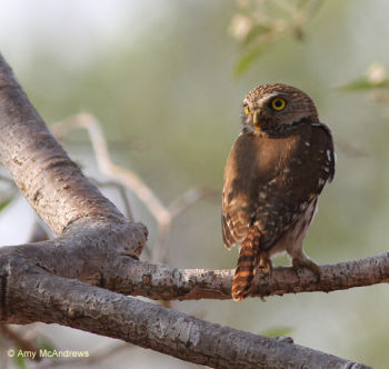 Ferruginous Pygmy-owl