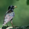 European Starling