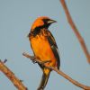 Spot-breasted Oriole