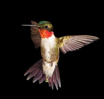 Male in flight