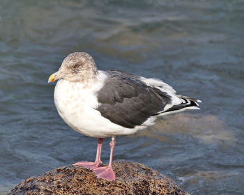 Slaty-backed Gull