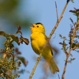 Male singing