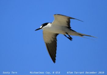 Sooty Tern