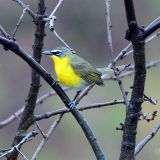 Yellow-breasted Chat