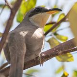 Mangrove Cuckoo