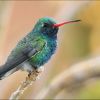 Broad-Billed Hummingbird