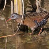 Virginia Rail