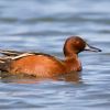 Cinnamon Teal