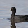 Eurasian Coot