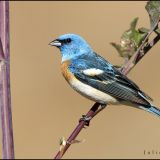 Male - Agua Caliente Trail. Ed Levin County Park, Milpitas, CA - June 2011