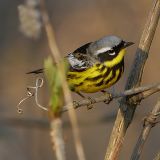 Magnolia Warbler