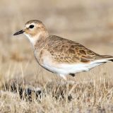 Immature 1st year bird - Carrizo Plain National Monument, San Luis Obispo Co., CA, USA - November 21, 2012