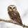 Northern Saw-whet Owl