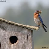Male Eastern Bluebird at nest box