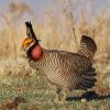 Lesser Prairie-Chicken