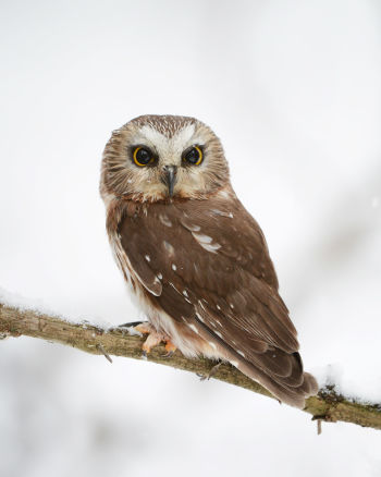 Northern Saw-whet Owl