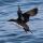 Craveri's Murrelet